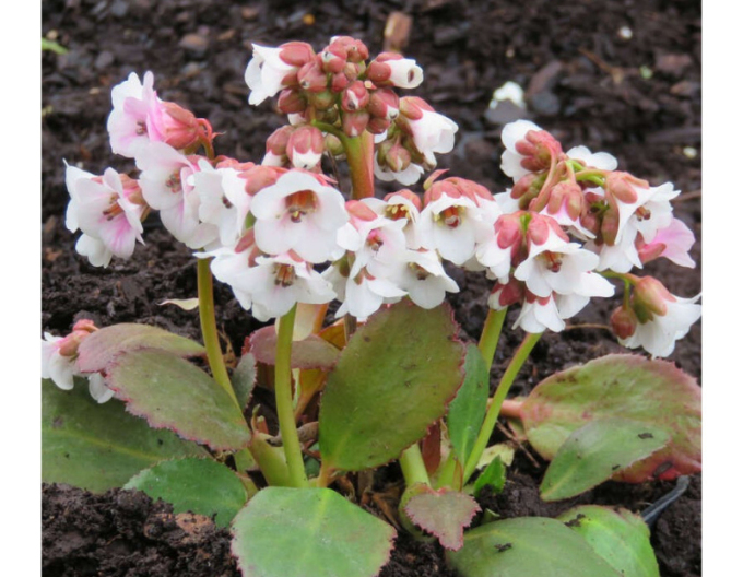 Bergenia ´Dragonfly Angel Kiss´