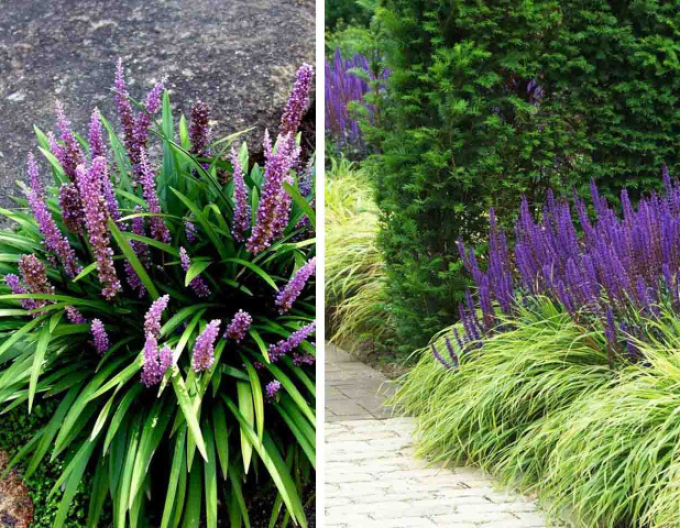 Liriope ’Big Blue’