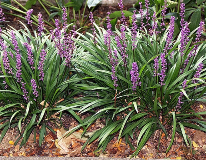 Liriope ’Big Blue’