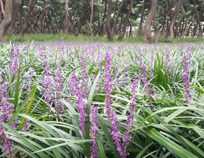 Liriope ’Big Blue’