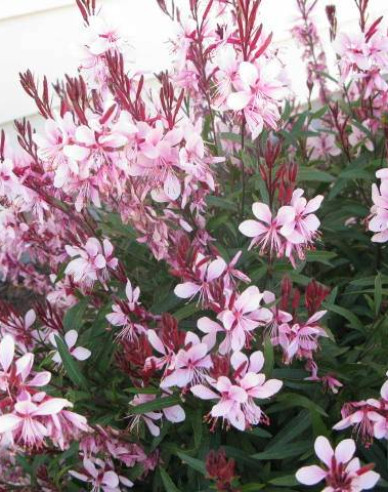 Svíčkovec Graceful  Pink