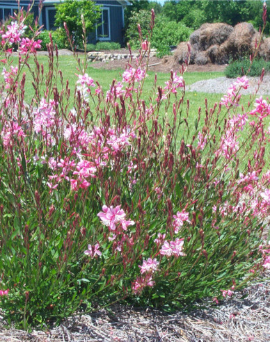 Svíčkovec Graceful  Pink