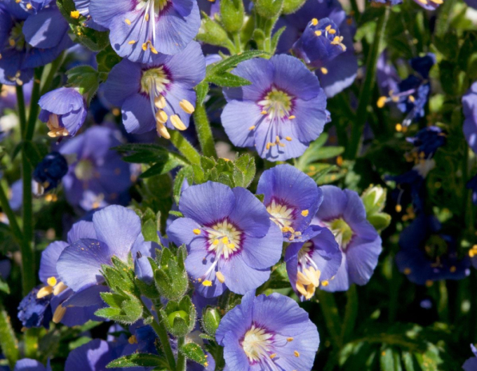Warty white ´Bambino Blue´