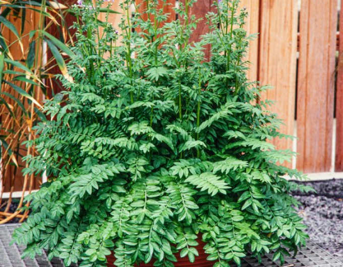 Warty white ´Bambino Blue´