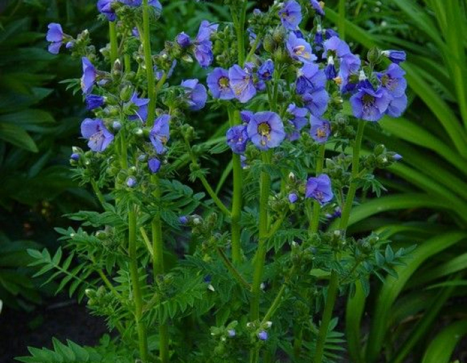 Warty white ´Bambino Blue´