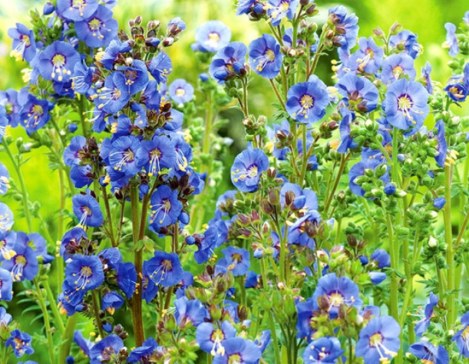 Warty white ´Bambino Blue´