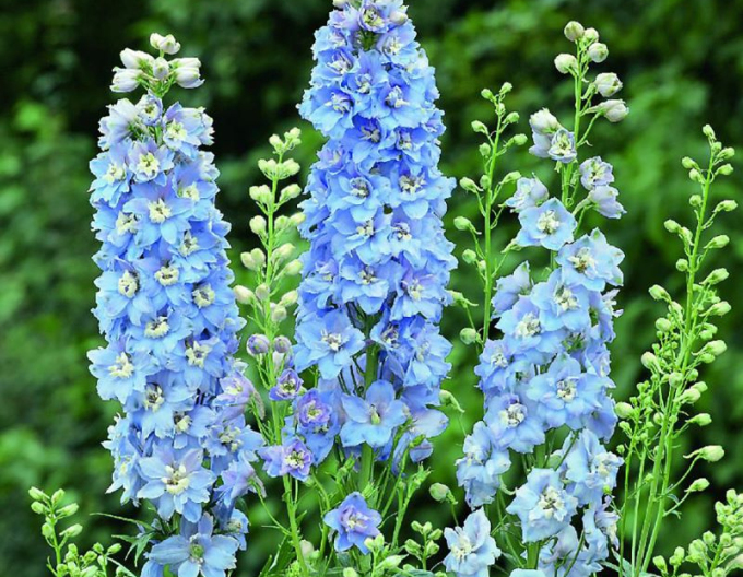 Ostrožka vyvýšená  ´Light Blue White Bee´