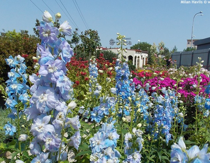 Ostrožka vyvýšená  ´Light Blue White Bee´