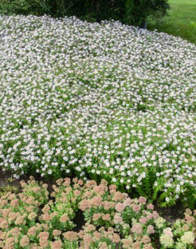 Astra Japonská ´Madiva´