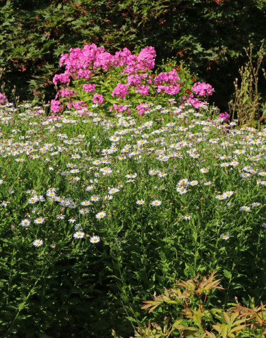 Astra Japonská ´Madiva´