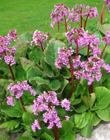 Bergénie ´Rotblum´