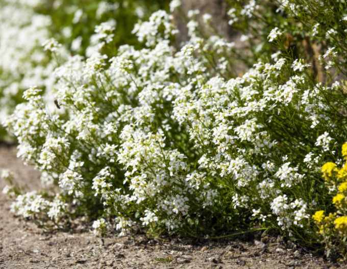 Huseník kavkazský  ´Little Treasure White´