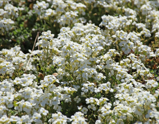 Huseník kavkazský  ´Little Treasure White´