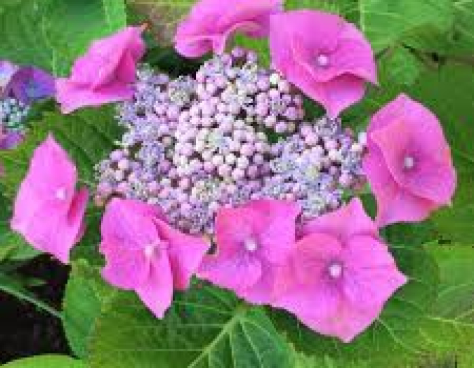 Hortenzie Teller Pink