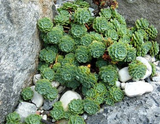 Rhodiola pachyclados