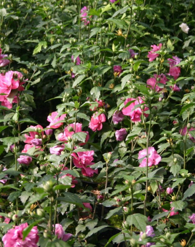 Ibišek syrský  Duc De Brabant