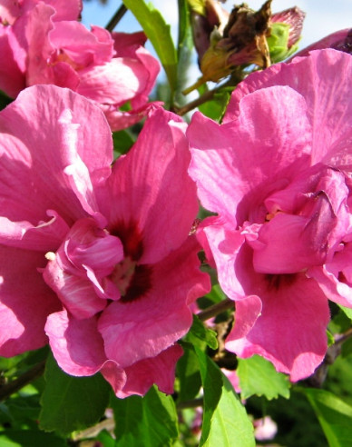 Ibišek syrský  Duc De Brabant