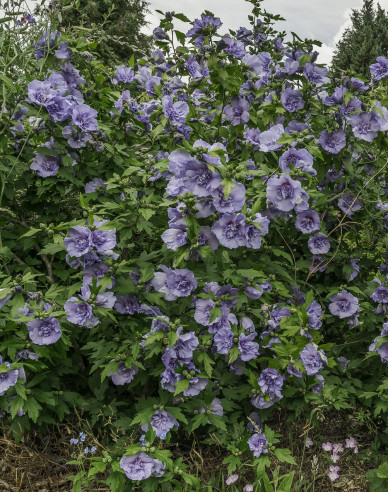 Syrský ibišek Blue Chiffon