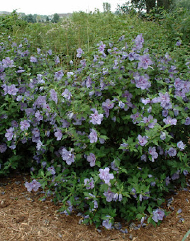 Syrský ibišek Blue Chiffon