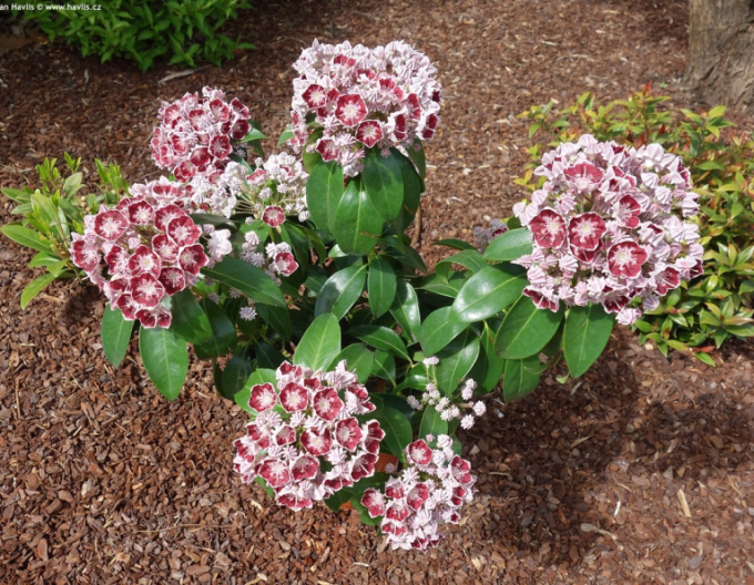 Kalmia širokolistá ´Ginkona´