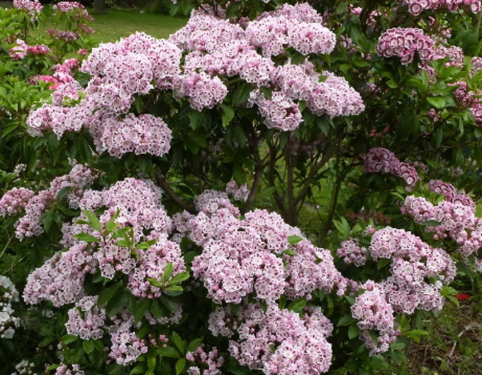 Kalmia širokolistá ´Ginkona´