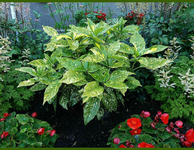 Aukuba japonska ´Variegata´