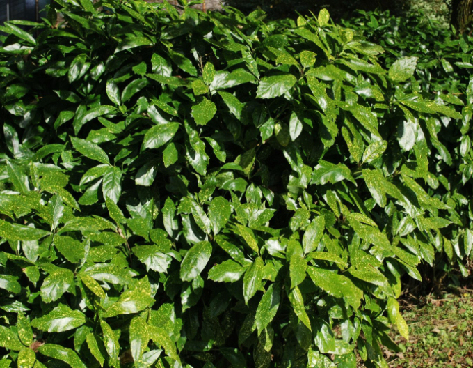 Aukuba japonska ´Variegata´