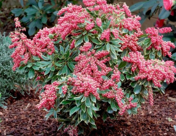 Pieris japonský ´Passion´