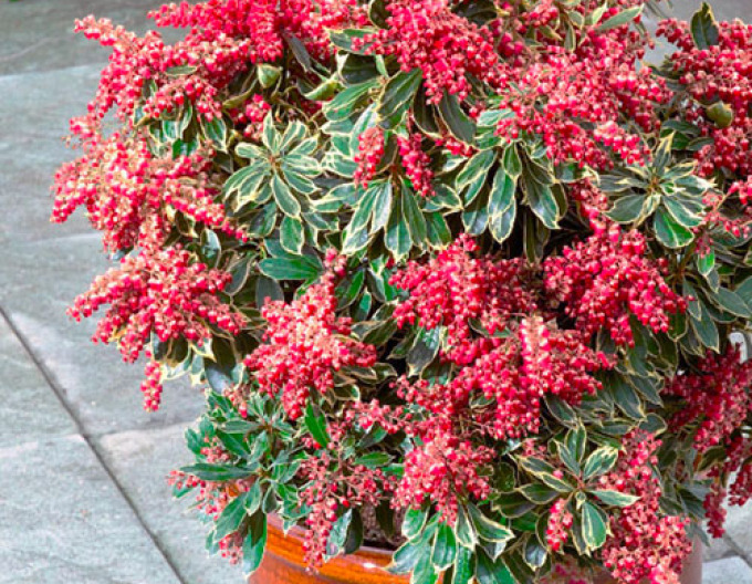 Pieris japonský ´Passion´