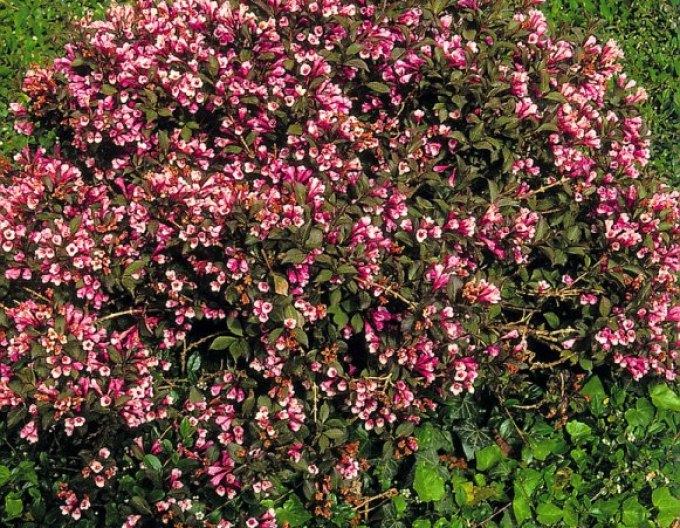 Vajgélie floridská Nana Purpurea