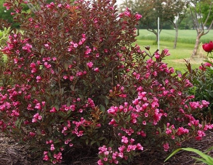 Vajgélie floridská Nana Purpurea