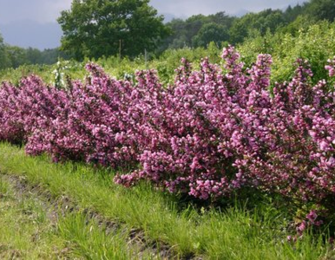 Vajgélie floridská Nana Purpurea