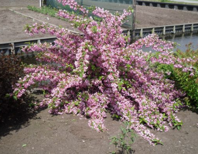 Vajgélie  Pink Princess