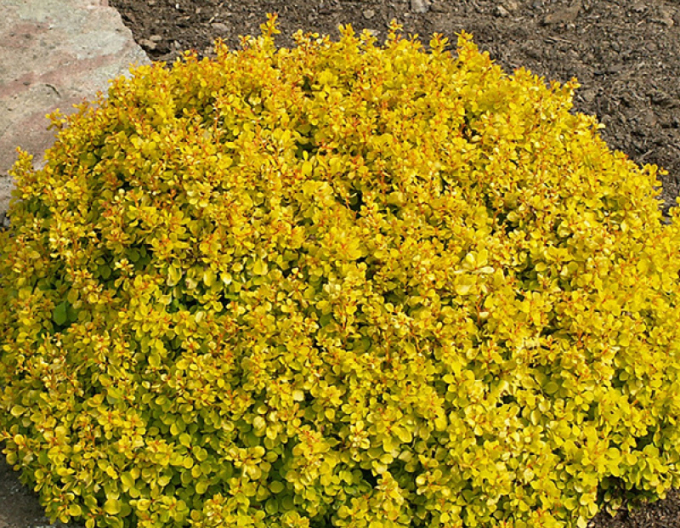 Dřišťál Thunbergův "Golden Dream"