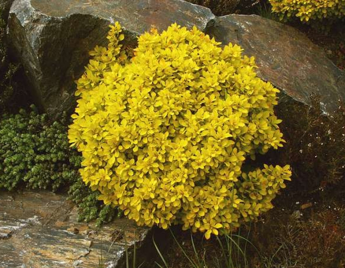 Dřišťál Thunbergův "Golden Dream"