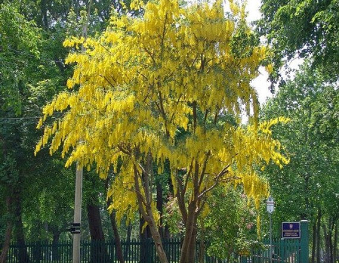 Štědřenec (Laburnum anagyroides)