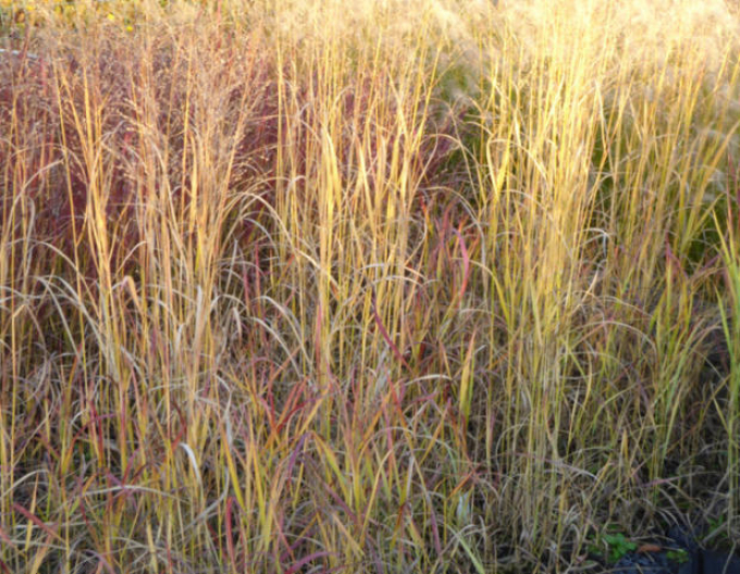 Okrasné proso ´Hot Rot´
