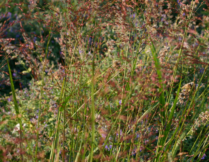 Okrasné proso ´Hot Rot´