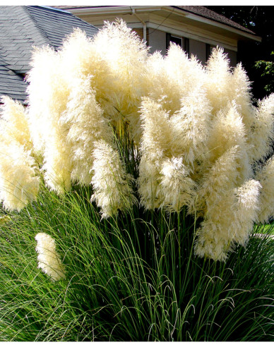 Pampová tráva ´White Feather´