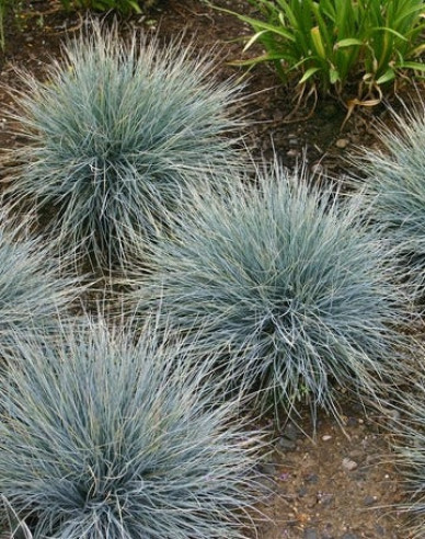 Kostřava "Elijah Blue"