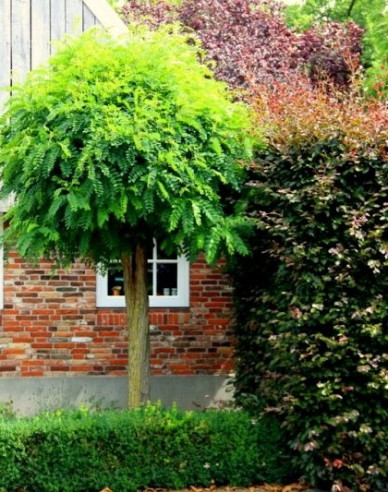 Trnovník akát ’Umbraculifera’