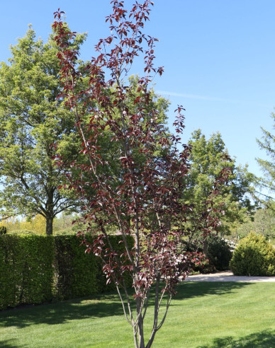 Okrasná třešeň ´Royal Burgundy´ víckmen