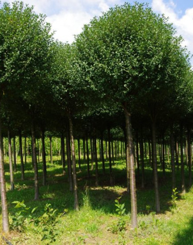Třešeň křovitá ´Umbraculifera´