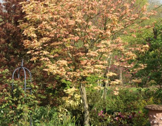 Javor pseudoplatanus ´Brilliantissimum´