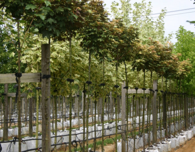 Javor pseudoplatanus ´Brilliantissimum´