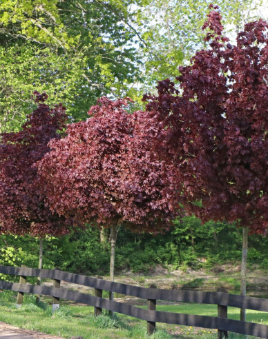 Javor mléčný Crimson Sentry