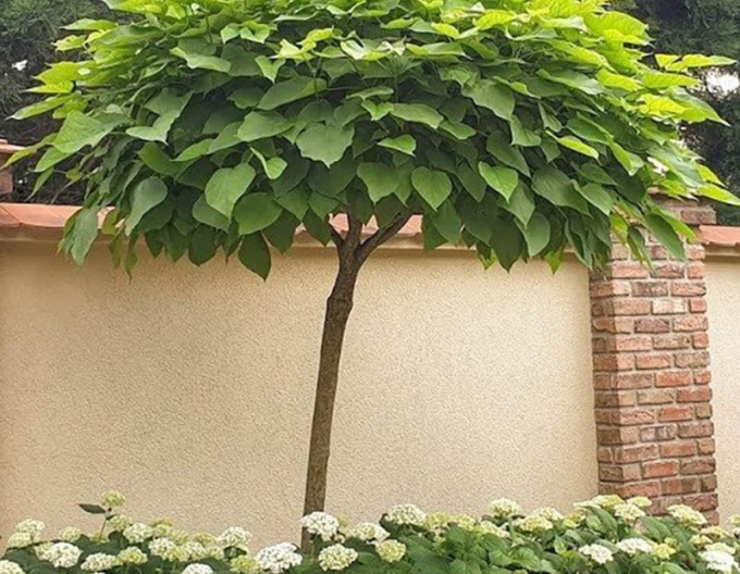 Katalpa ´Nana´