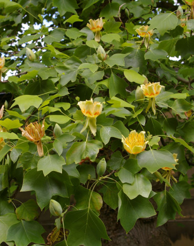 Liliovník tulipánokvětý (Liriodendron tulipifera) na kmínku 140cm