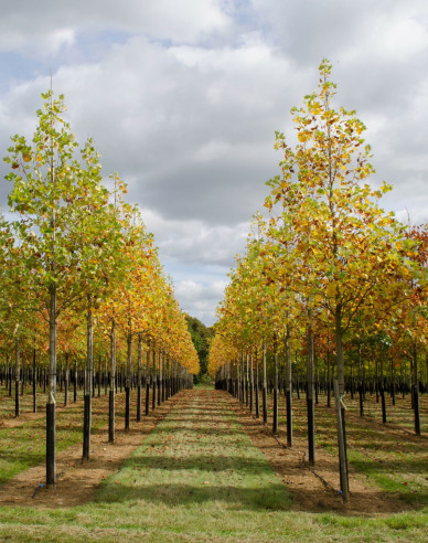 Liliovník tulipánokvětý (Liriodendron tulipifera) na kmínku 140cm
