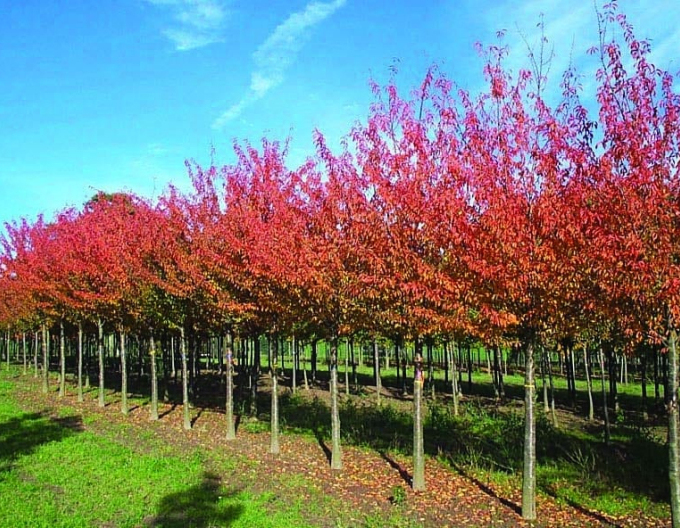 Sargentova třešeň ´Rancho´